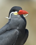 mustachian bird