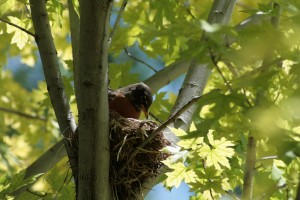 Nest
