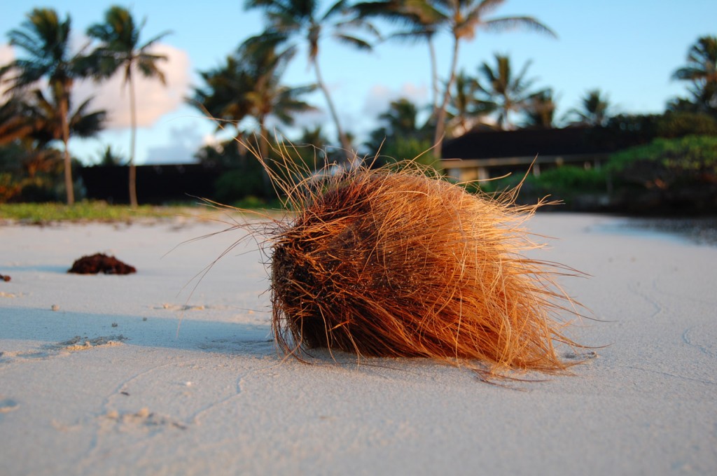 coconut