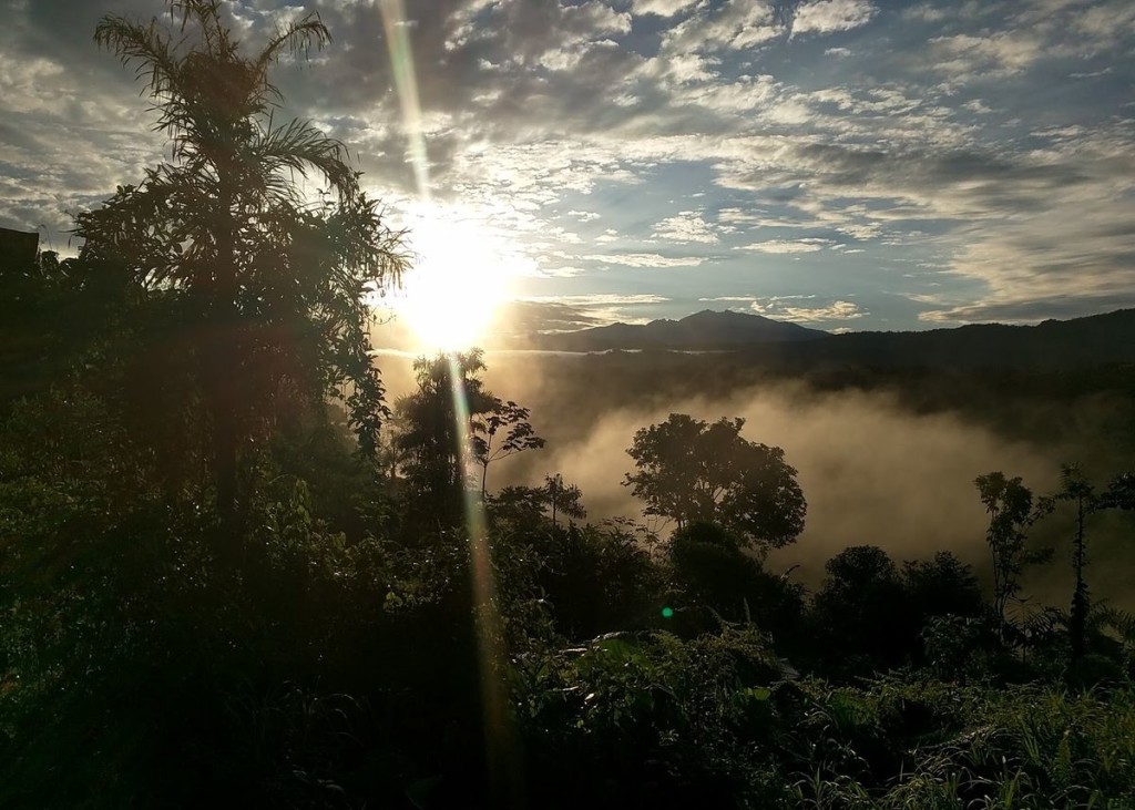 cloudforest